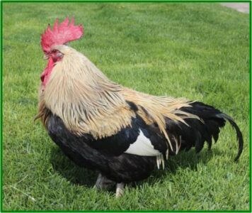 Homesteading, Heritage Breeds and Mission Statements Image